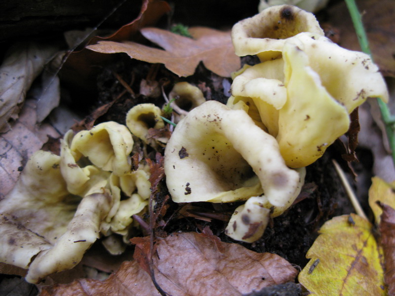 Craterellus cornucopioides var. flavicans